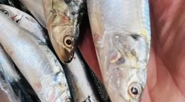 تراجع الأسعار.. البلطي بـ45 جنيه في كفر الشيخ الاثنين